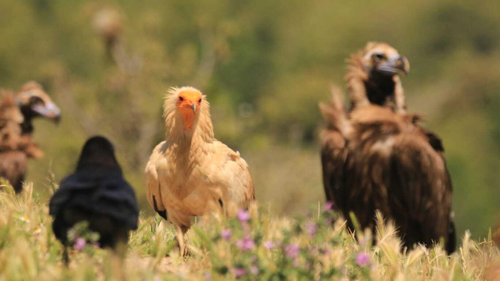 Este viernes se celebra el Día Mundial del Medio Ambiente centrado en la biodiversidad.