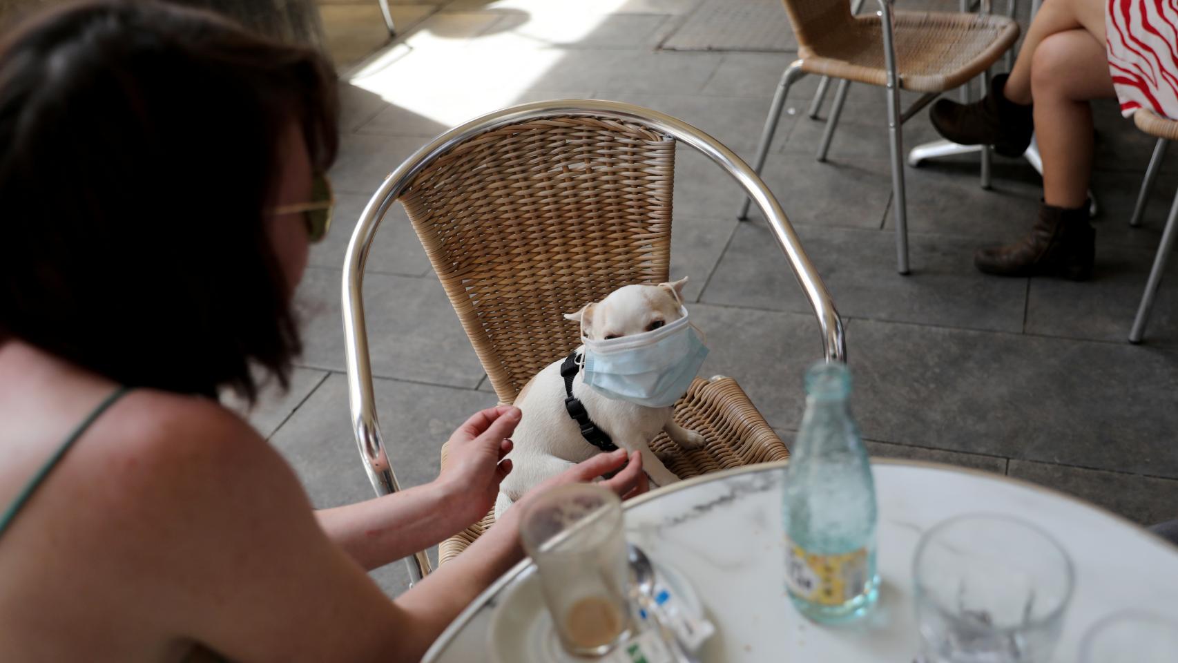 Un perro con mascarilla en una terraza de Barcelona.