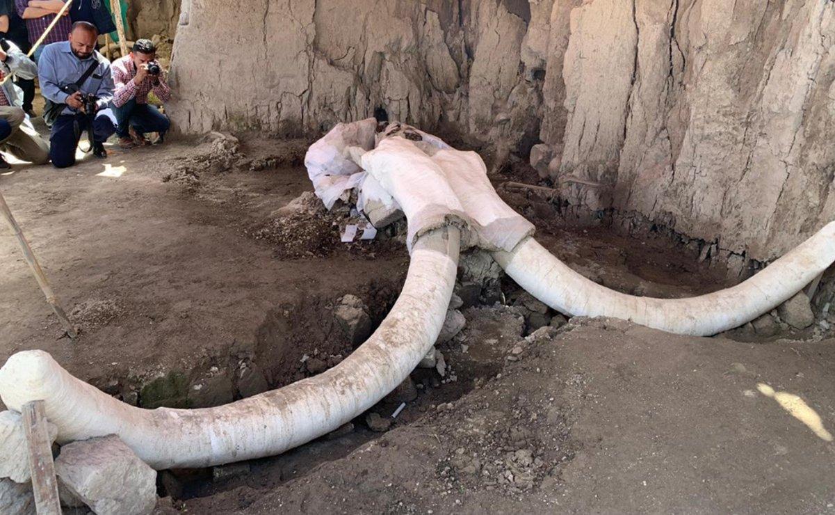 Huesos de mamut. https://www.eluniversal.com.mx