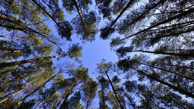 Imagen de varios árboles en el bosque.