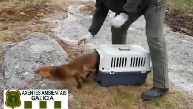 Momento en el que el zorro es liberado