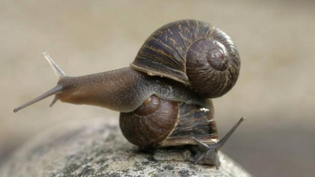 El caracol Jeremy (arriba) con su concha con la espiral hacia la izquierda y Theresa (abajo) con la espiral hacia la derecha.