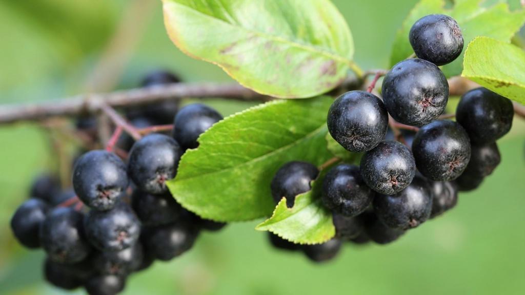 Bayas de aronia.