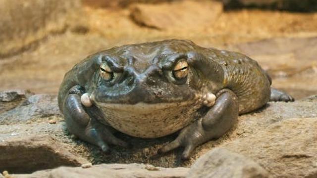 Sapo del río Colorado, famoso porque su piel contiene un análogo del DMT.