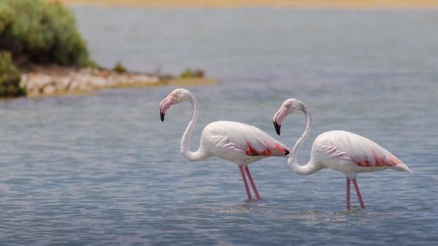 Una imagen de archivo de flamencos.