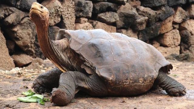 Diego, la tortuga semental que de tanto aparearse ayudó a salvar a su especie de la extinción: 800 hijos