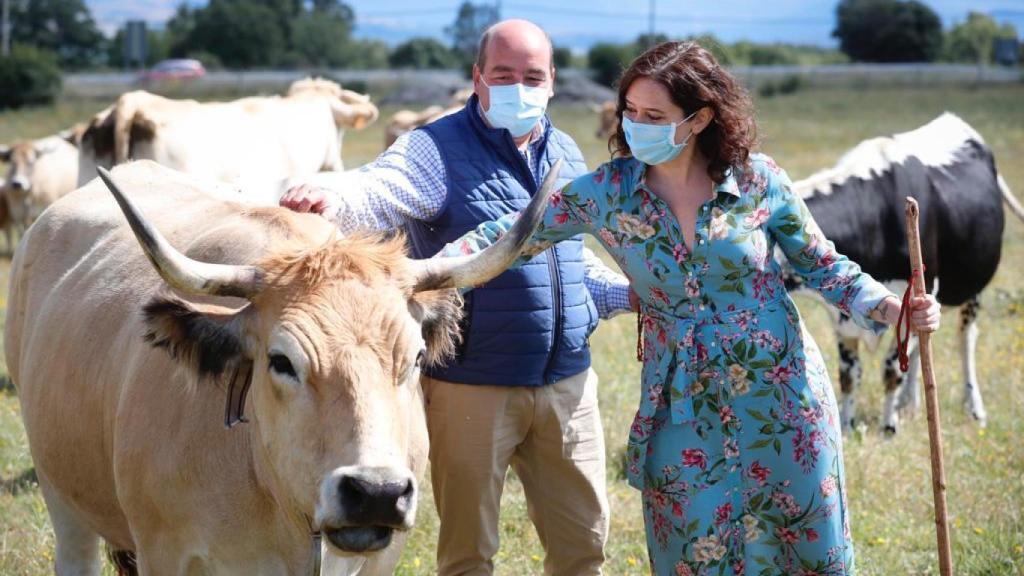 La presidenta de la Comunidad de Madrid y el alcalde de Garganta de los Montes con unas vacas.