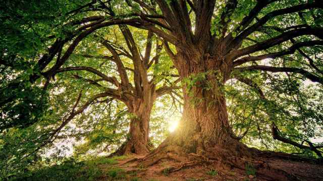 Los árboles más antiguos de España