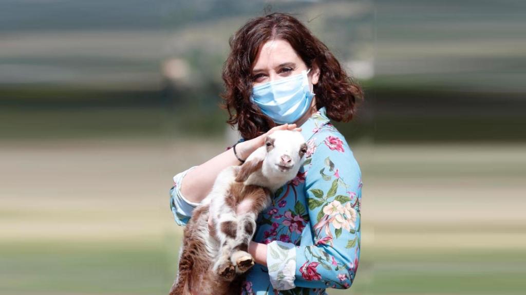 Isabel Díaz Ayuso abrazando a un corderito.