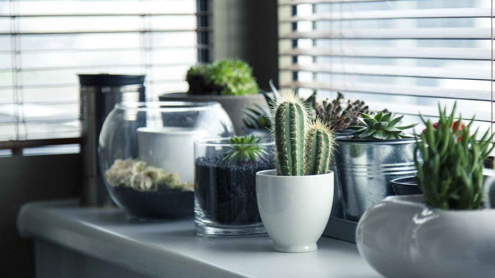 Las mejores plantas para desintoxicar el aire de tu casa