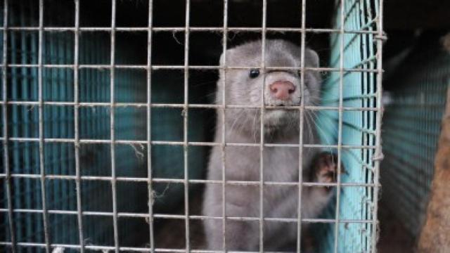 Imagen cedida por WWF de un visón americano en una granja sueca.