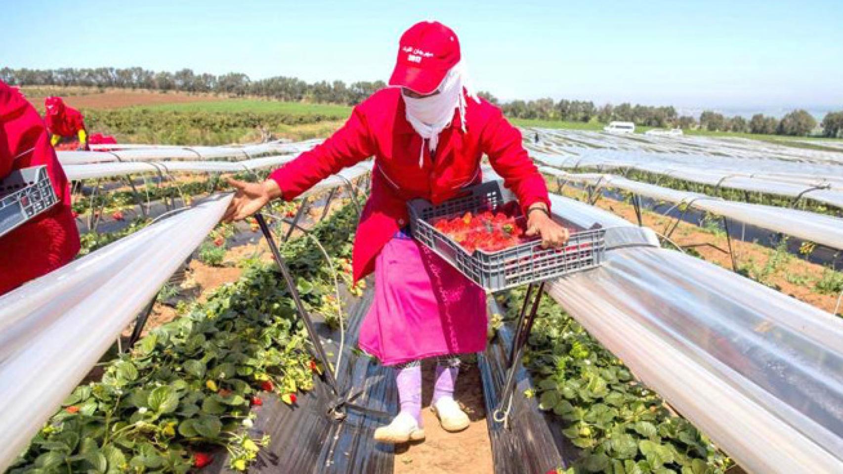 Recogida de fresas en Rabat-Salé-Kenitra.