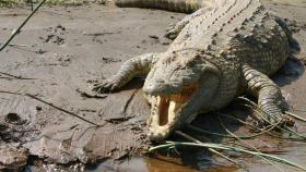 Un cocodrilo del Nilo en África.