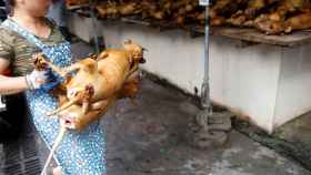 Imagen de archivo del famoso festival de carne de perro en la ciudad china de Yulin.