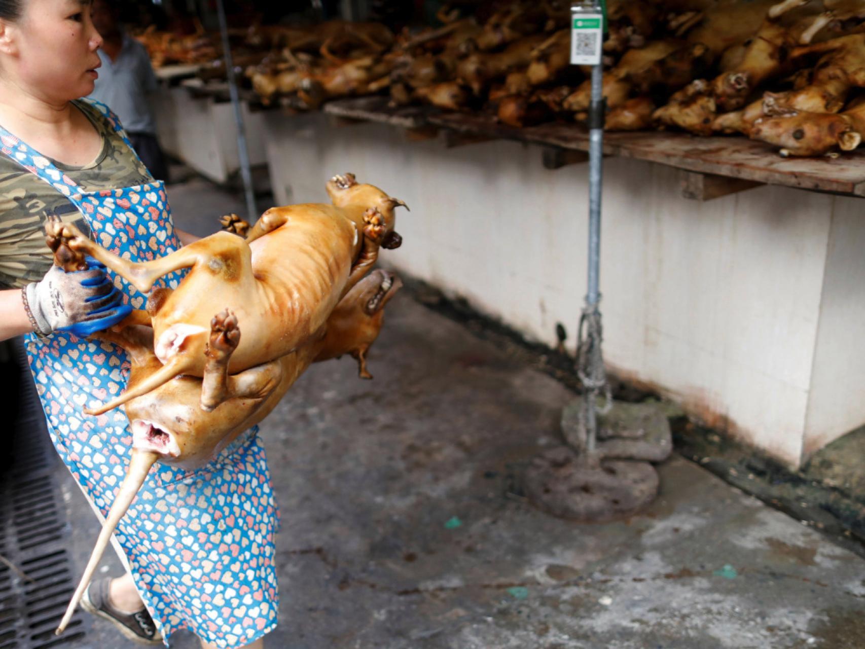 Carne de perro en tiempos de pandemia: China arranca su polémico festival  pese al Covid-19