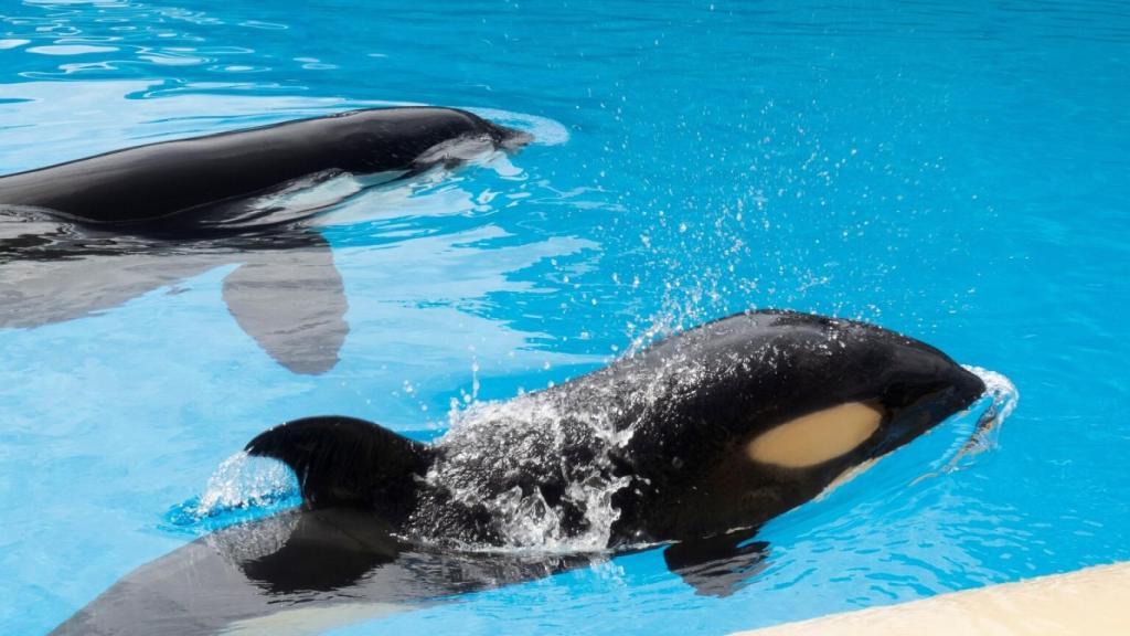 En la imagen, Morgan y su cría Ula en las instalaciones de Loro Parque.