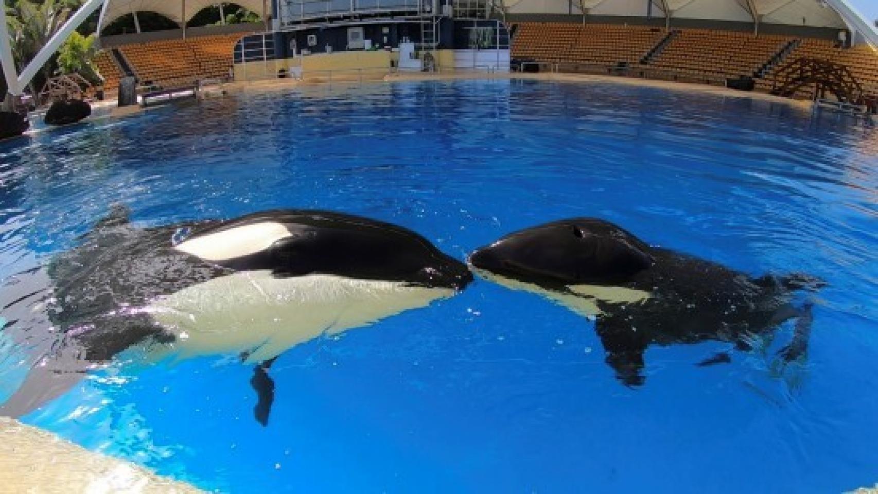 En la imagen, Morgan y su cría Ula en las instalaciones de Loro Parque.