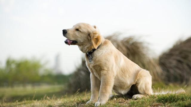 Cachorro de golden retriever jadeando.