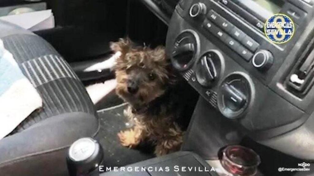 El pobre animal estuvo cuatro horas encerrado en el coche a pleno sol