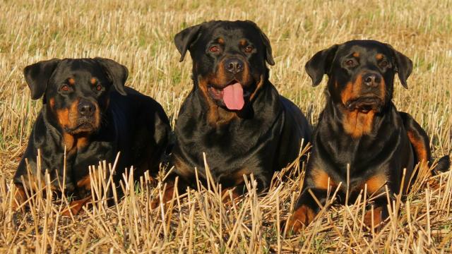 Una mujer de 71 años herida grave tras ser atacada por tres perros de presa en Valdemorillo