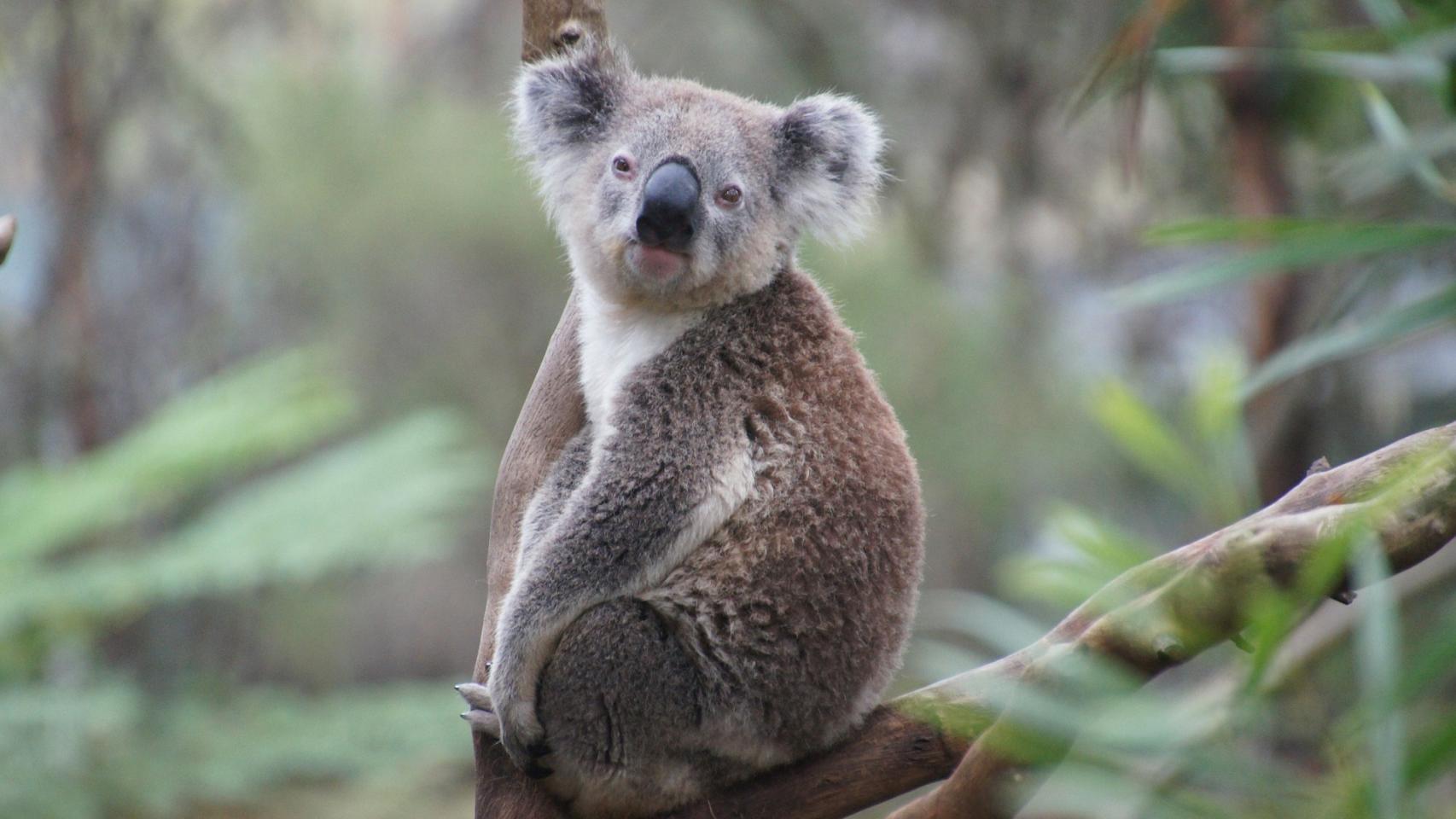 Una imagen de archivo de un koala.