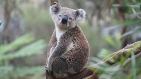 Una imagen de archivo de un koala.