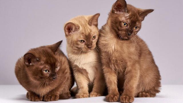 ¿Por qué ronronean los gatos?