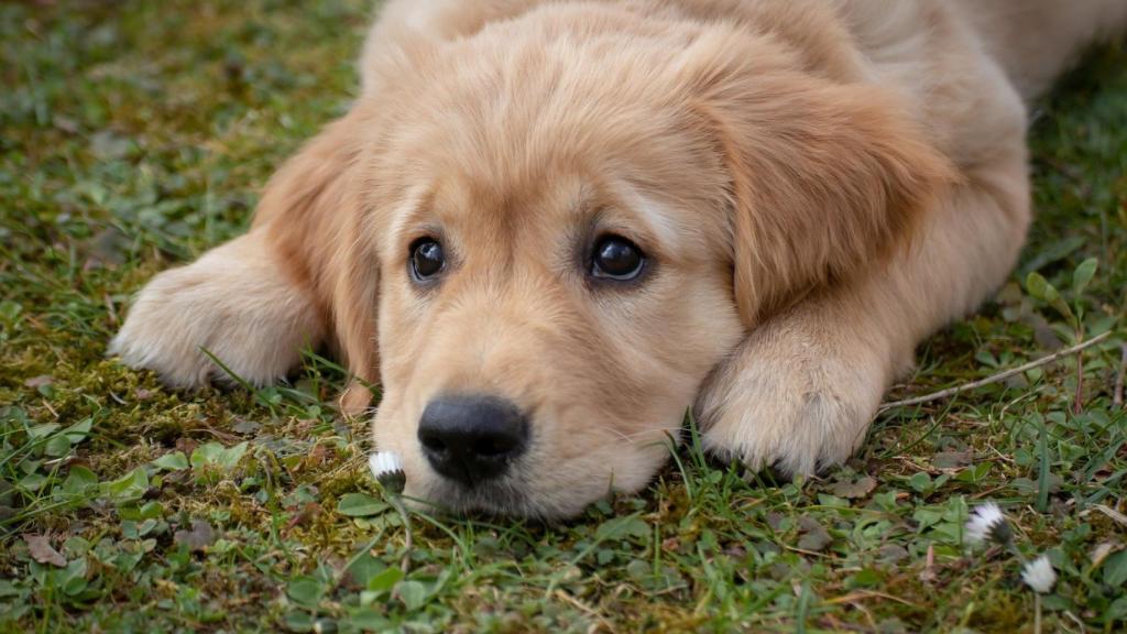 Golden Retriever