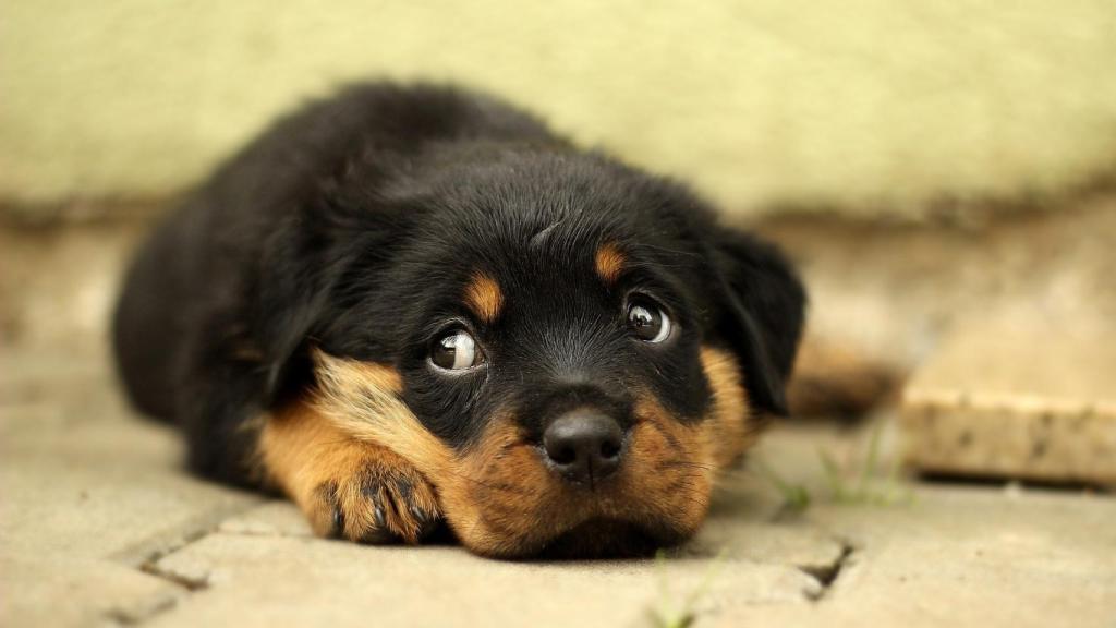 Rottweiler