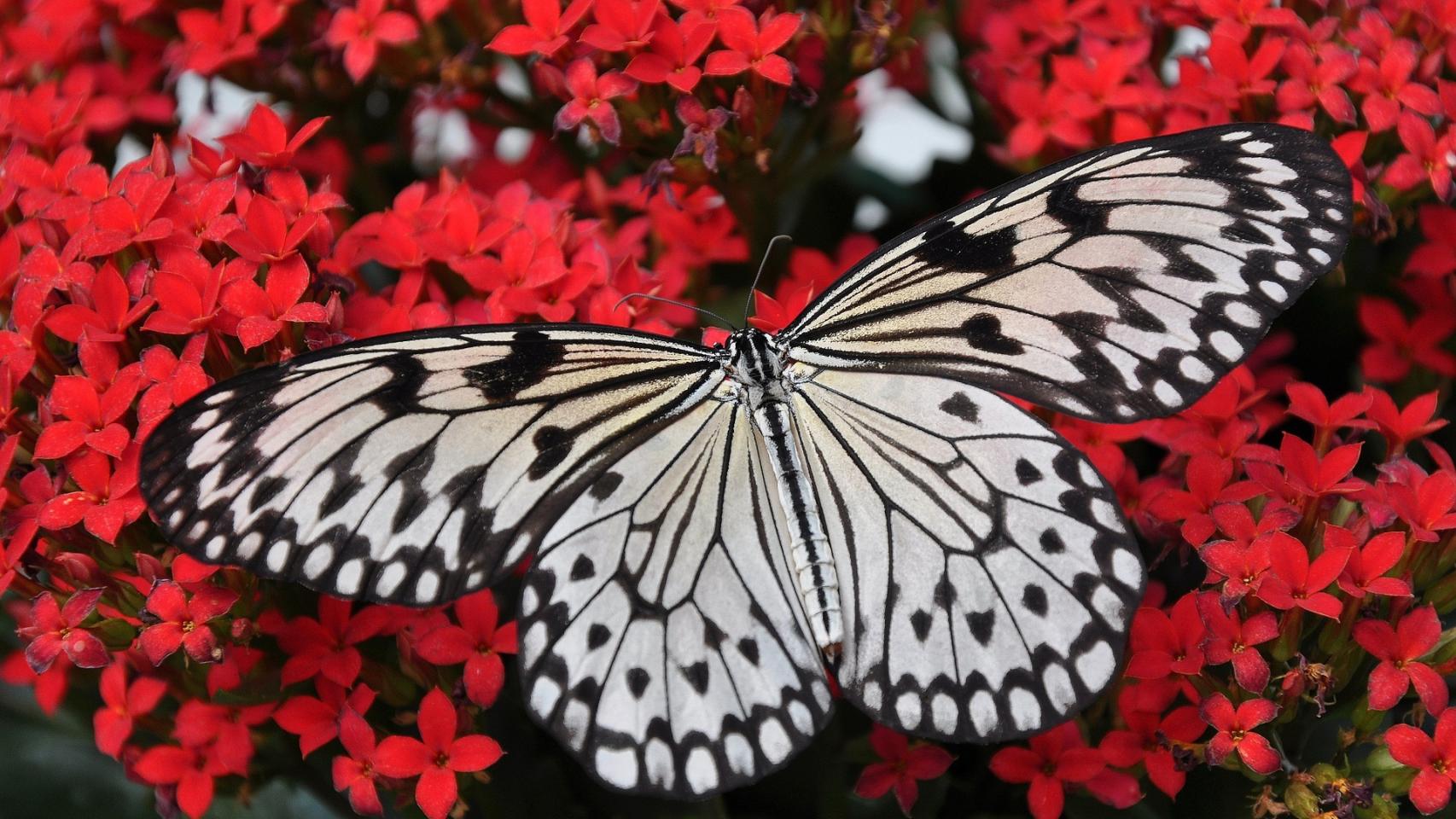 Las mariposas más curiosas y exclusivas de España