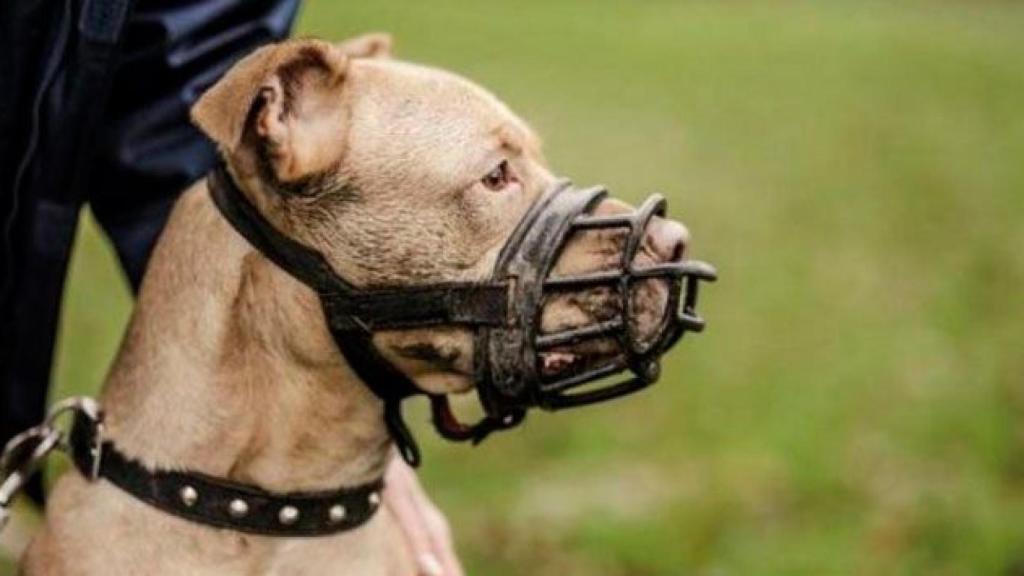 Perro potencialmente peligroso con bozal