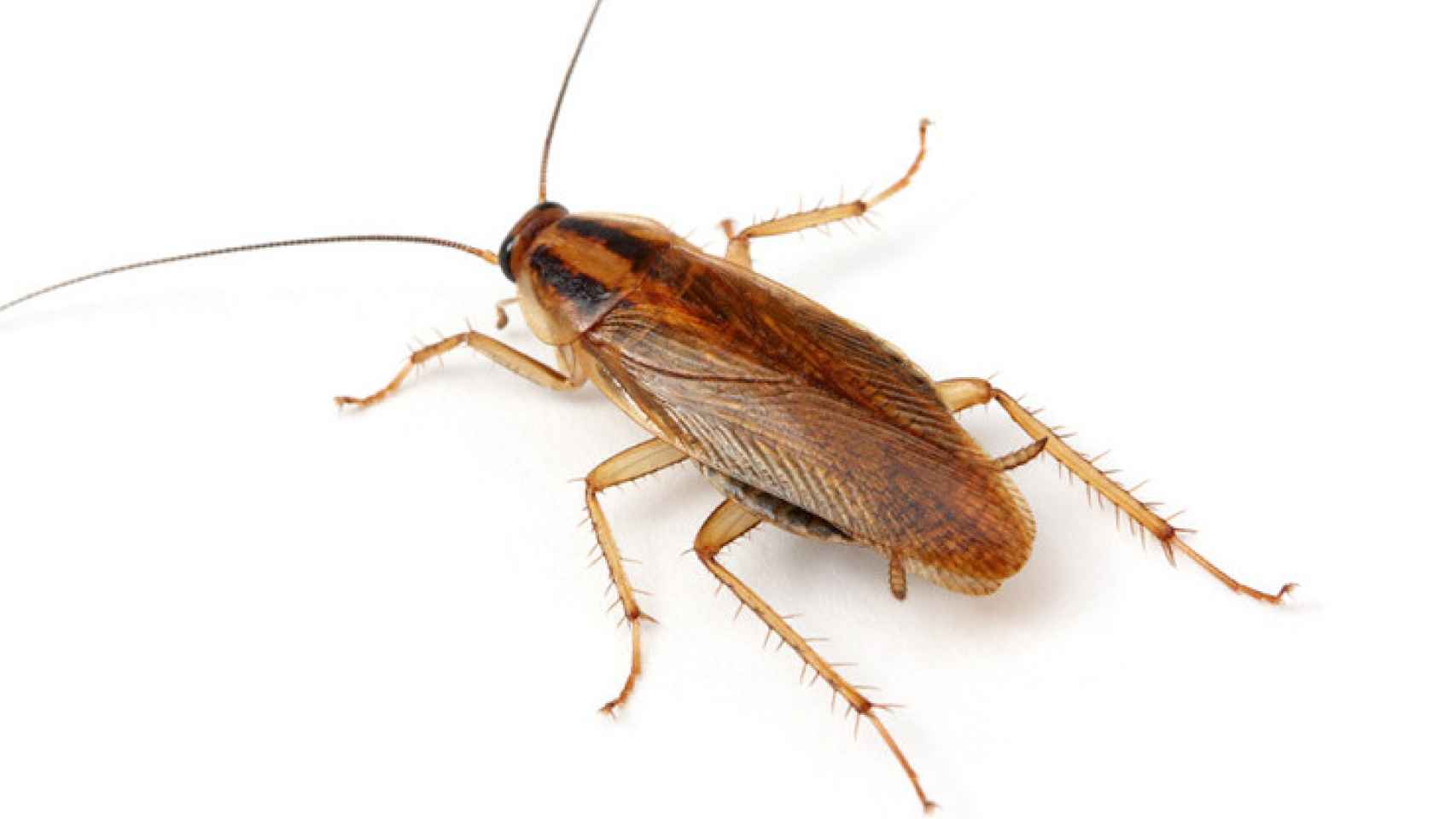 Cucaracha rubia