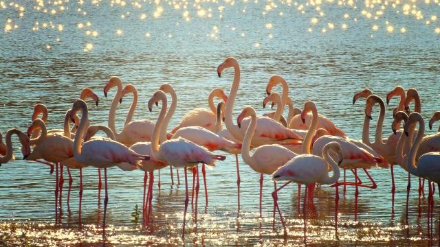 ¿Por qué los flamencos son rosas?