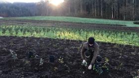 Un trabajador en una de las plantaciones de Orballo.