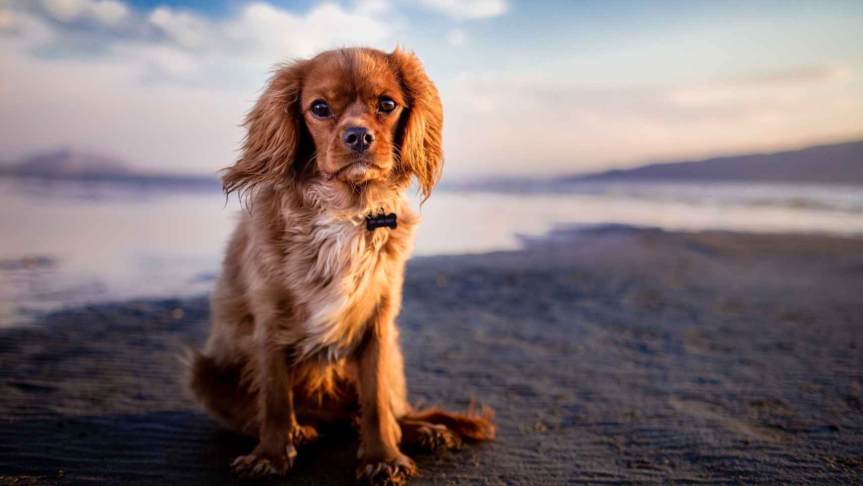 Lo que necesitas saber si vas a la playa con tu perro