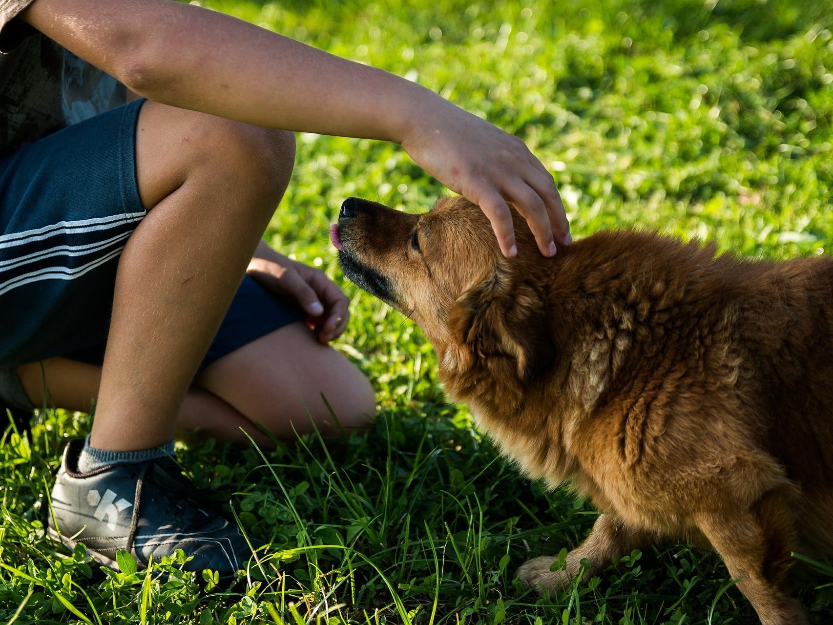 Esto es lo que les ocurre a los niños que juegan con perros cuando son  pequeños