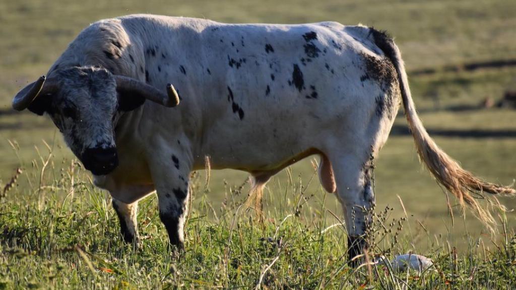 Currante, de La Palmosilla, participará en San Fermín 2021