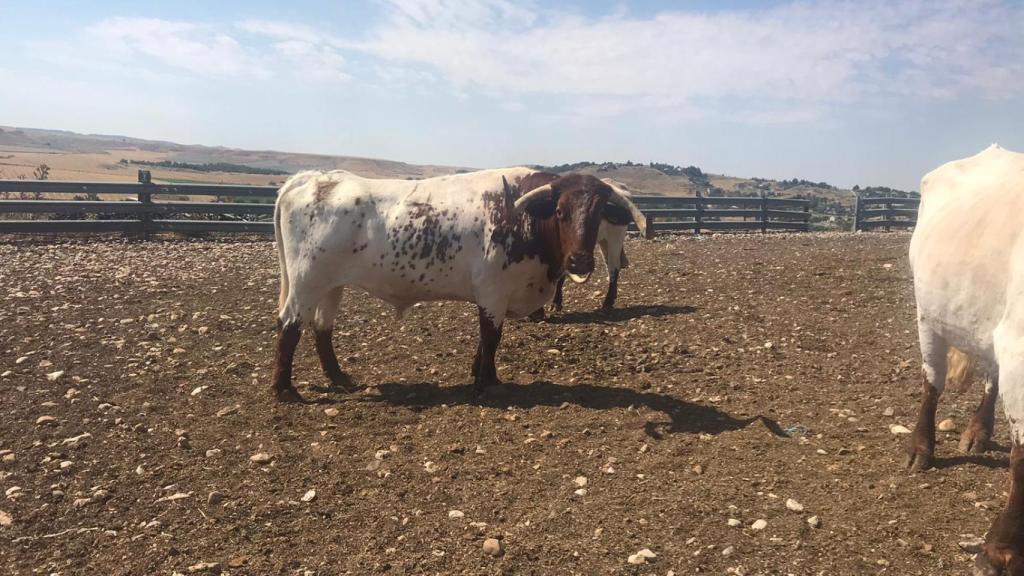 Ronaldo, en la finca de la ganadería El Uno