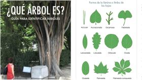 ¿Qué arbol es?, un libro interactivo y gratuito para aprender a identificar árboles