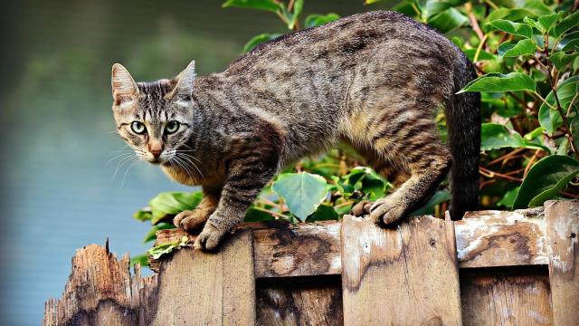 ¿Saben los gatos volver a casa?