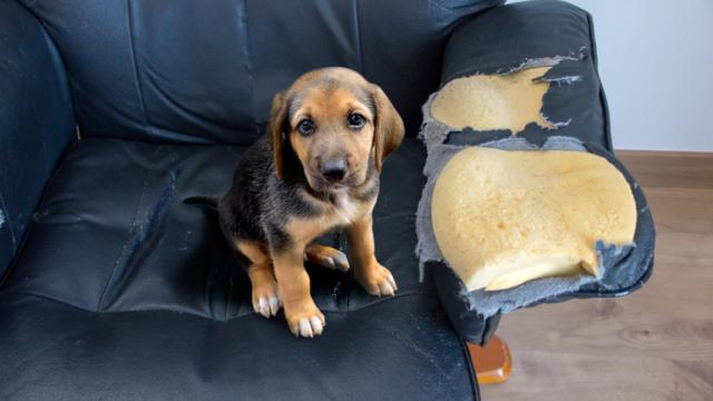 Trucos para adiestrar a un perro