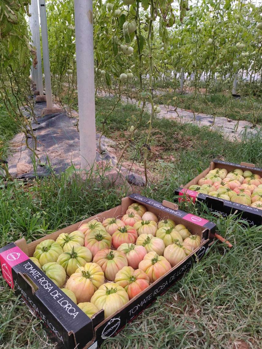 Tomates ecológicos de Ecotomate, junto a la huerta donde son producidos.