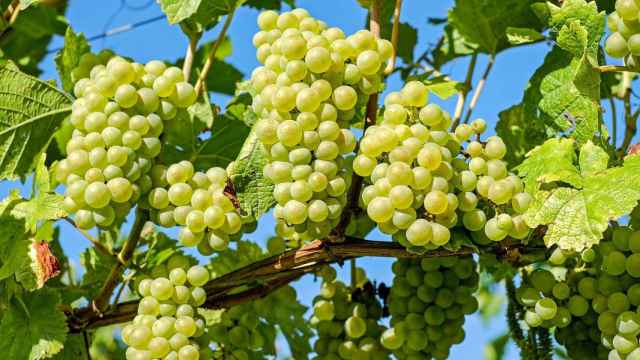Estos son los beneficios de comer uvas en verano