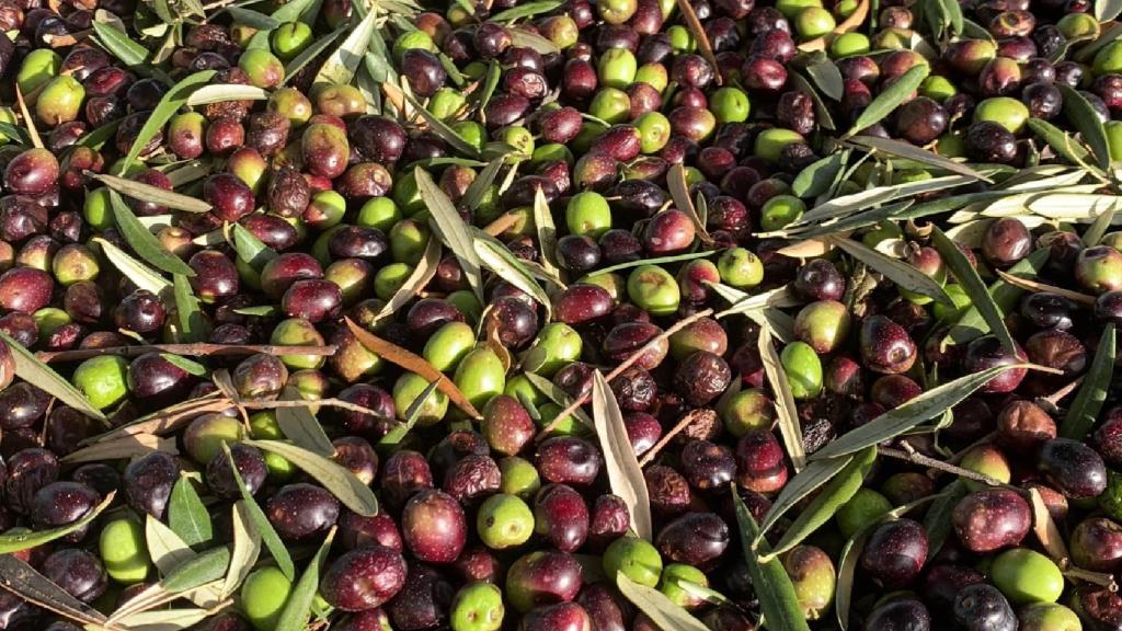 Recogida de aceitunas en Alhaurín el Grande (Málaga)