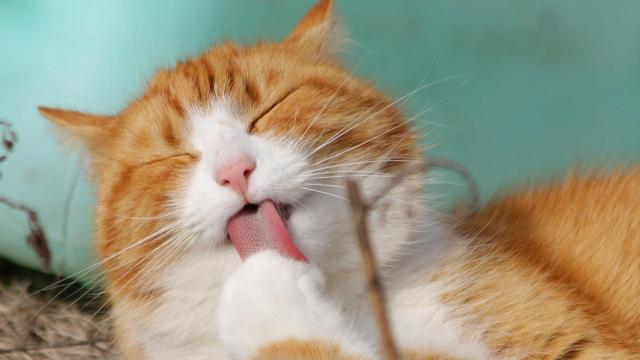 Los gatos