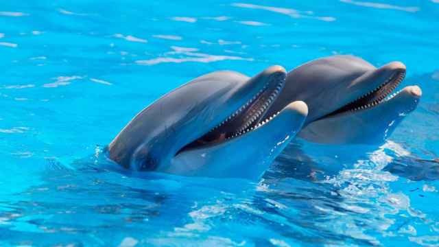 Una pareja de simpáticos delfines.