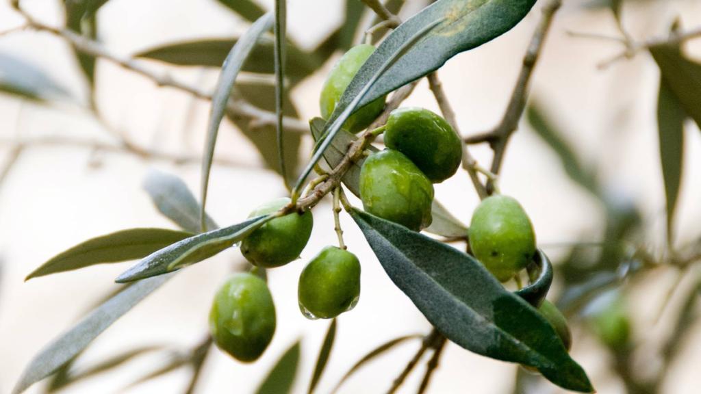 Aceitunas