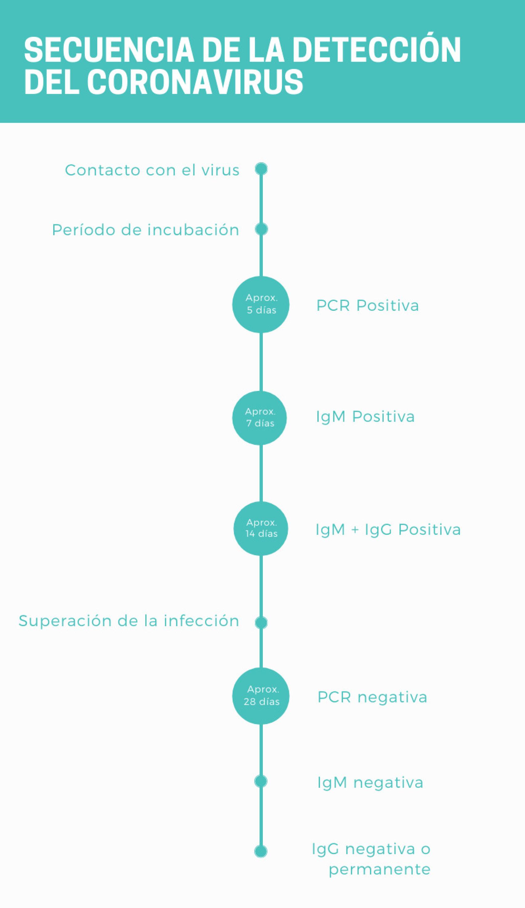 “La secuencia sería la siguiente: contacto con el virus, periodo de incubación (PCR negativa en un infectado); la PCR sale positiva, luego la IgM sale positiva, después aparece la IgG. Según transcurre el tiempo y se supera la infección la PCR da negativa, luego la IgM desaparece y después la IgG puede desaparecer o permanecer en el tiempo”, según el doctor Carnevali.