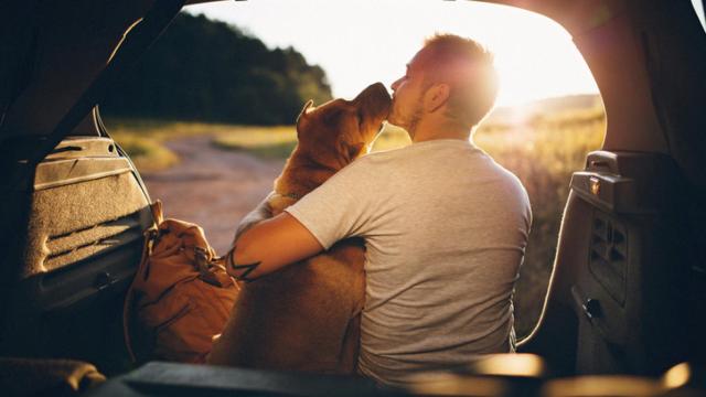 Trucos infalibles para evitar que tu perro se maree en el coche