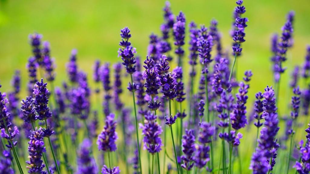 Lavanda